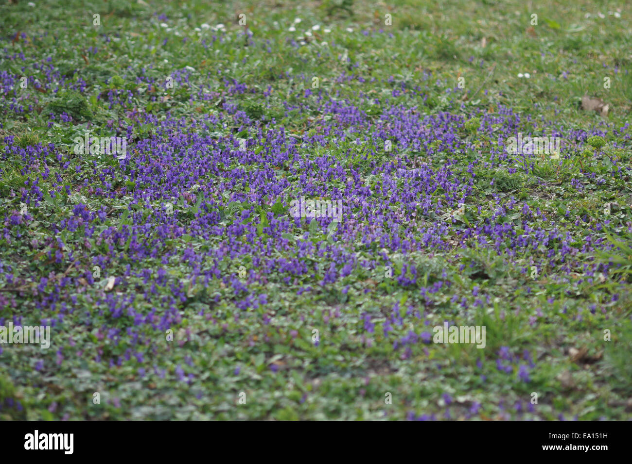 Mammola Foto Stock