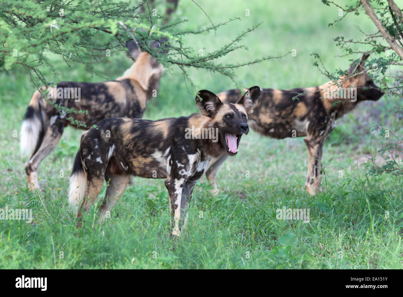 African cani selvatici (Lycaon pictus), Madikwe Game Reserve, nord ovest della provincia, Sud Africa Foto Stock