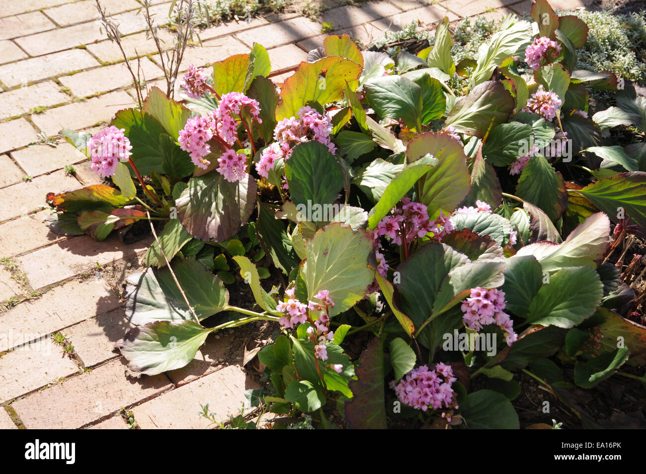 Bergenia Foto Stock