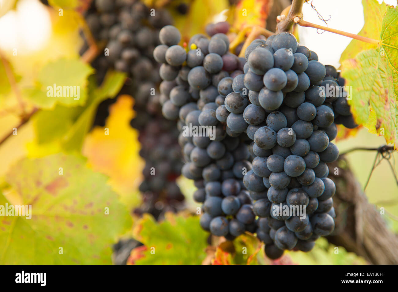 Foto macro di vino rosso Uva, la bassa profondità della messa a fuoco Foto Stock