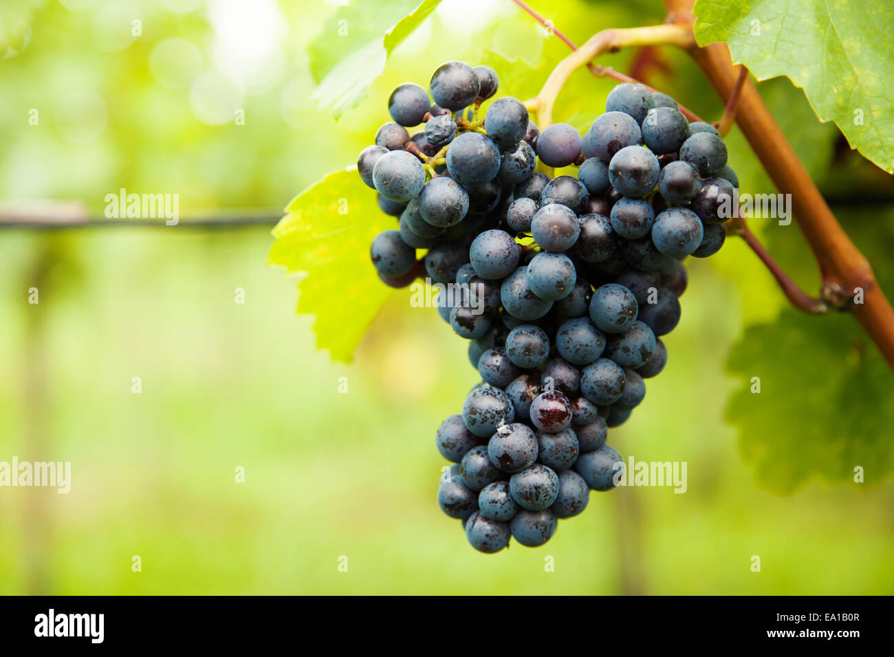 Foto macro di vino rosso Uva, la bassa profondità della messa a fuoco Foto Stock