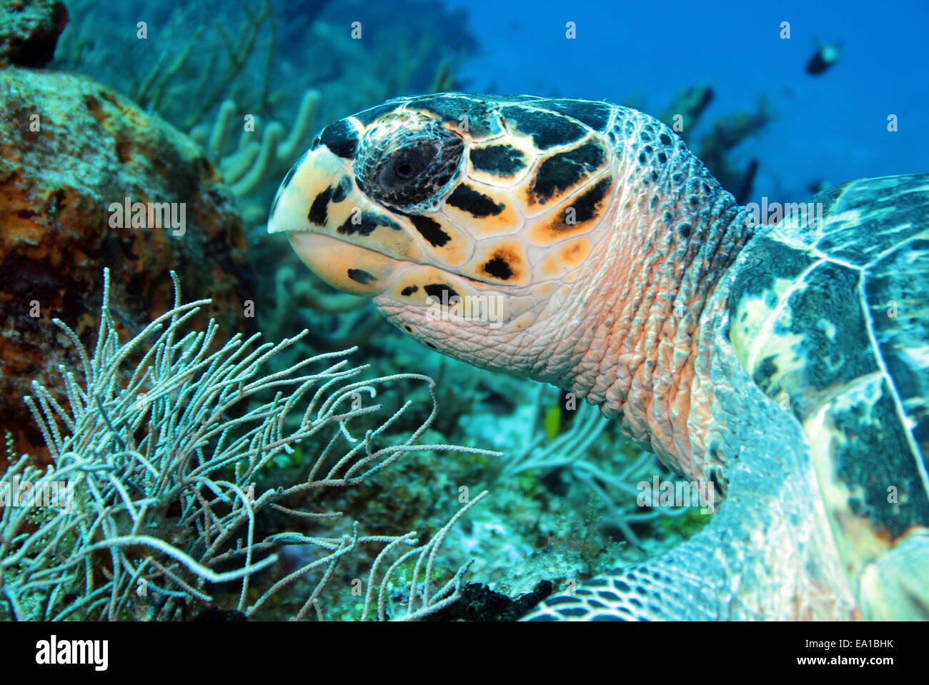 Tartaruga embricata nel profilo Chiudi Foto Stock