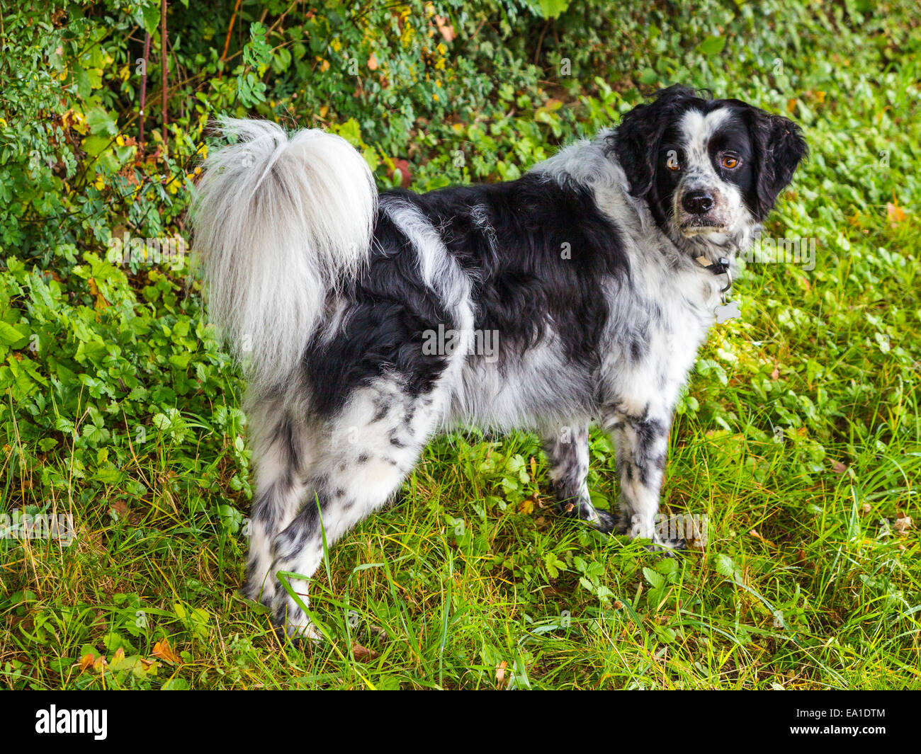 Un bianco e nero mongrel dog con un avviso look, contro uno sfondo di vegetazione. Foto Stock