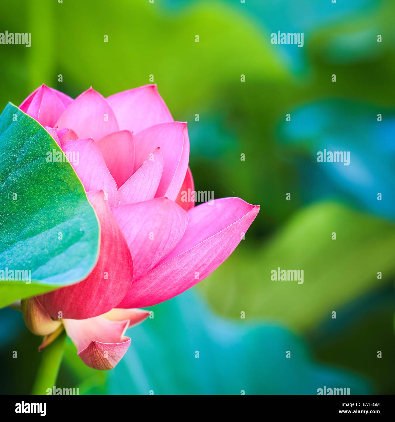 Fiore di loto in fioritura Foto Stock