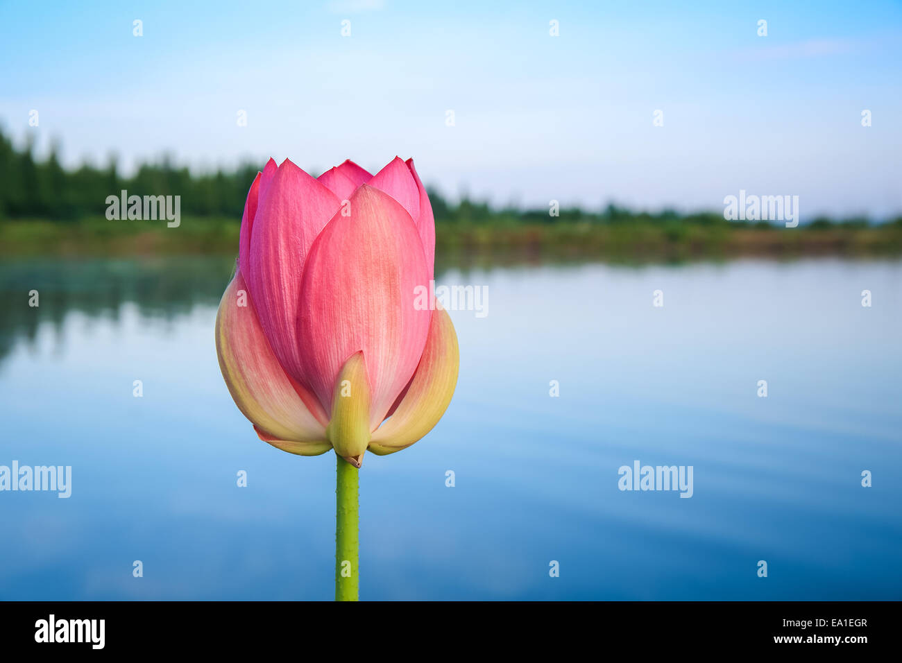 Una lotus accanto al laghetto Foto Stock
