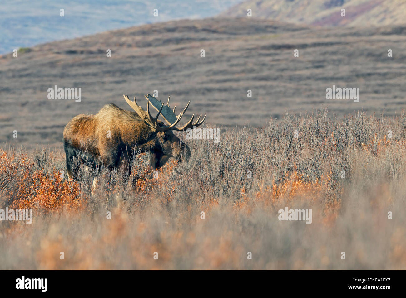 In piedi alto come 2.1 m a spalla la Alaskan moose (Alces alces gigas) è il più grande cervo sul pianeta. Foto Stock