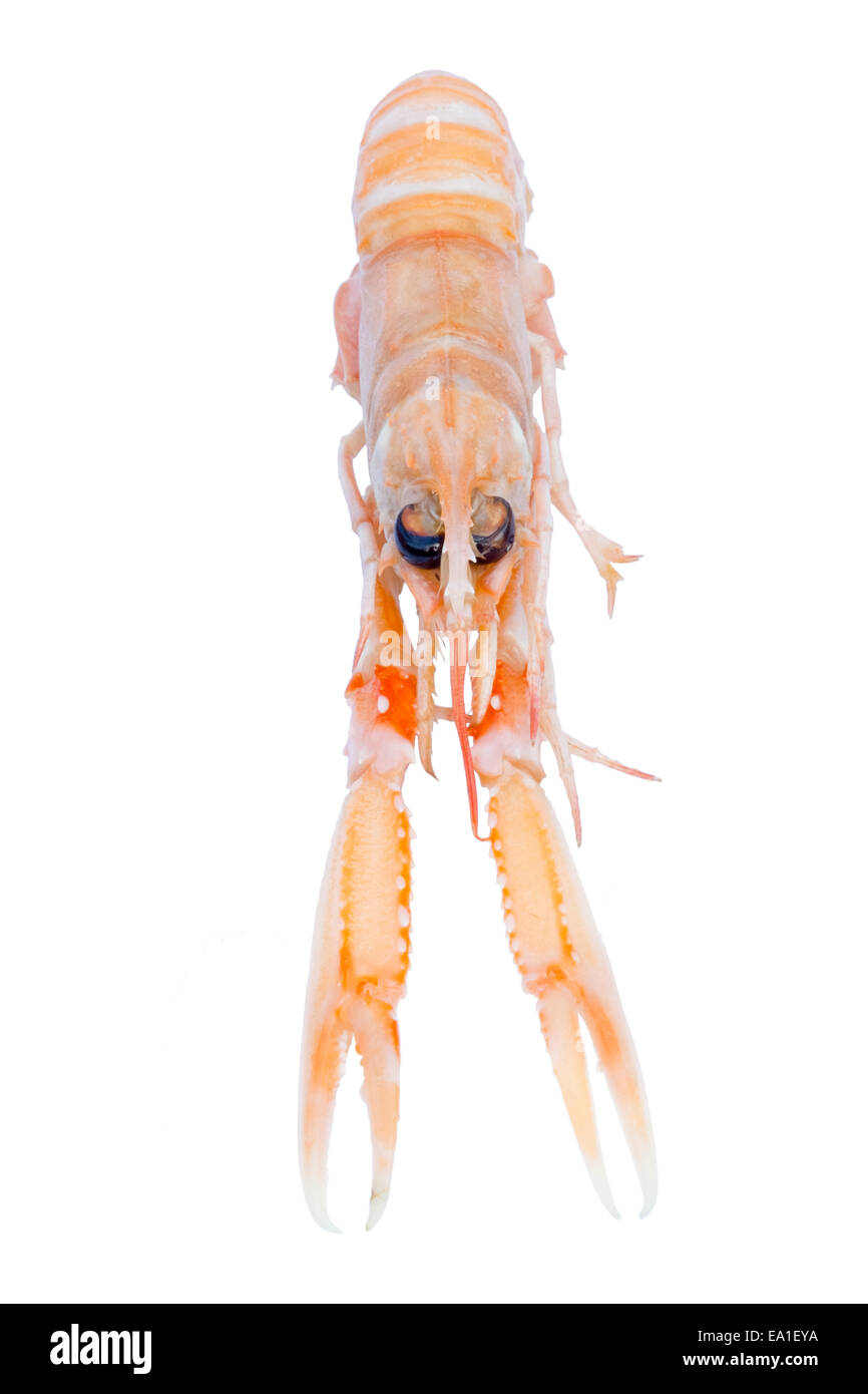 Langoustine tagliati o isolato su uno sfondo bianco, UK. Foto Stock