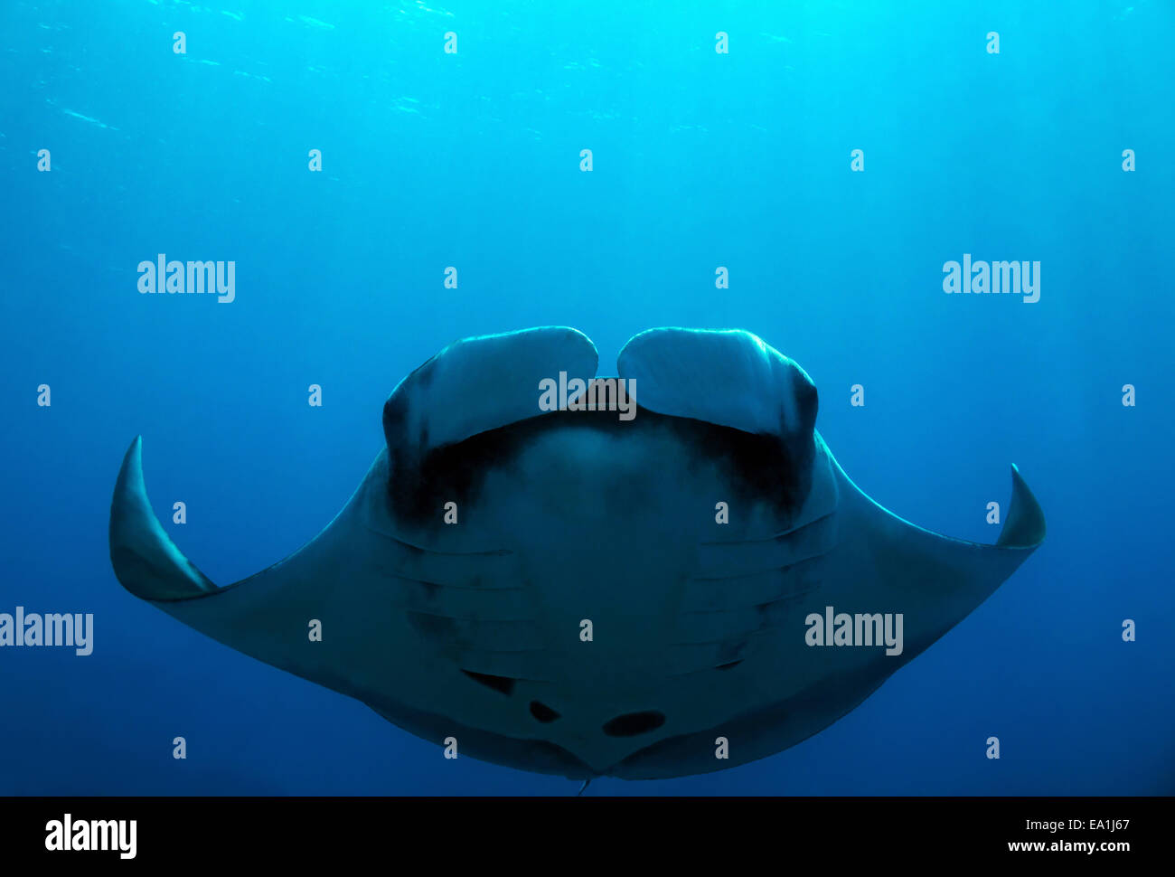 Manta Ray Foto Stock