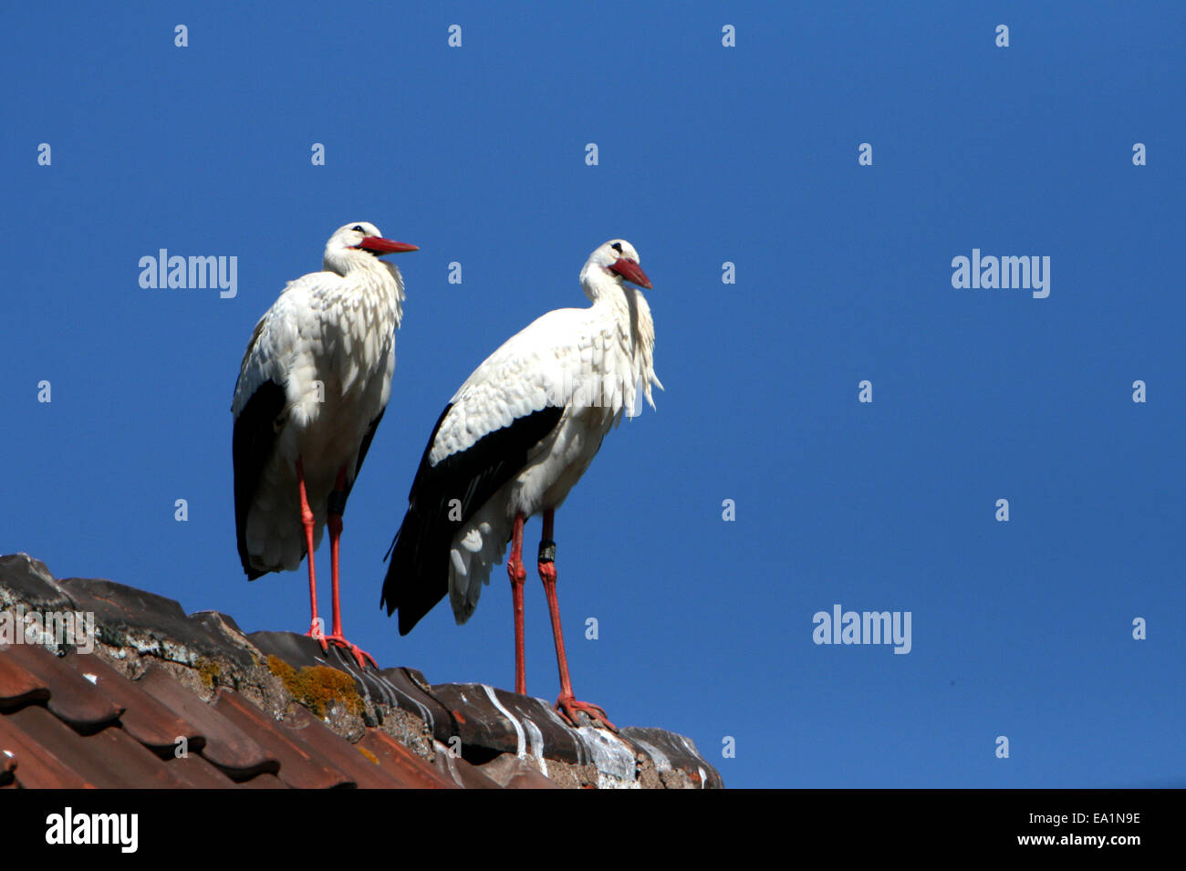 cicogne Foto Stock