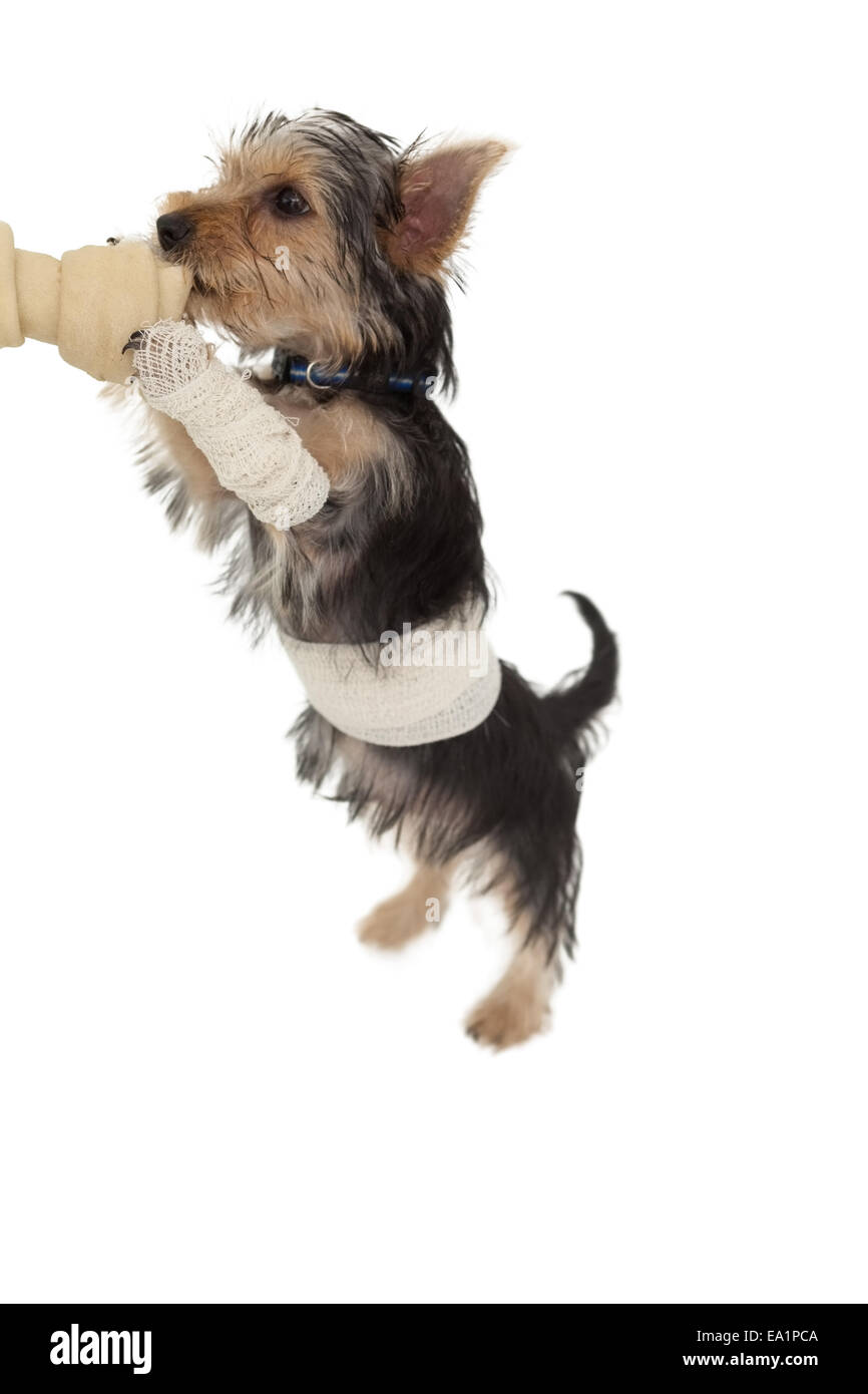 Bendato Yorkshire terrier cucciolo su un osso Foto Stock