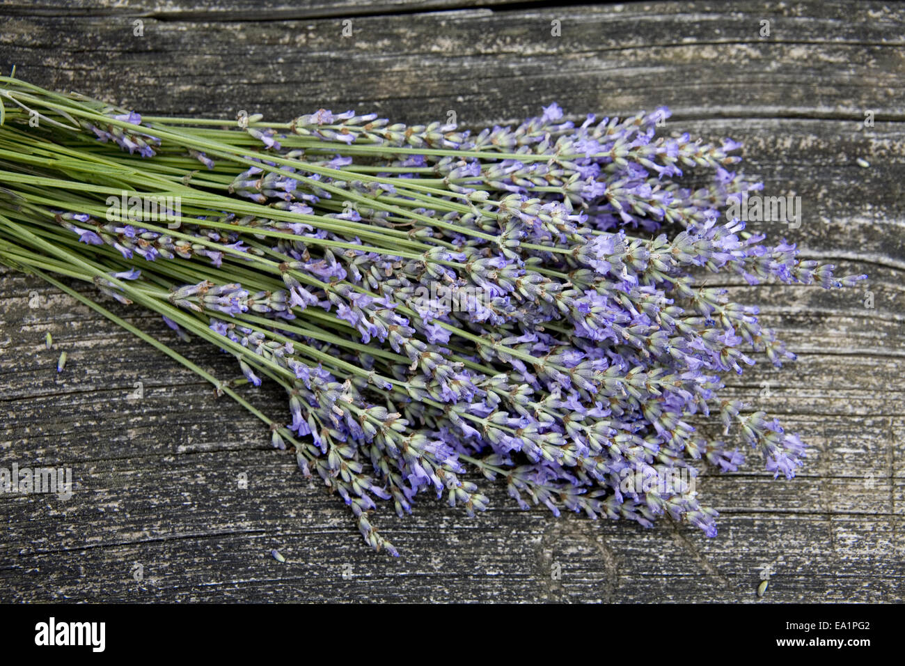 Lavander Foto Stock