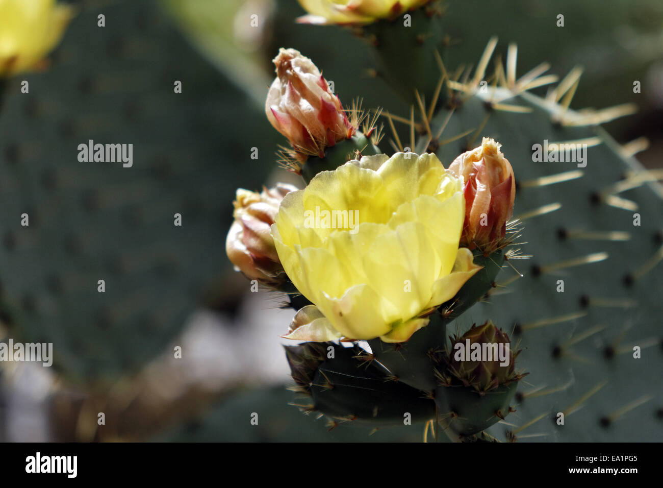 Fioritura cactus Foto Stock