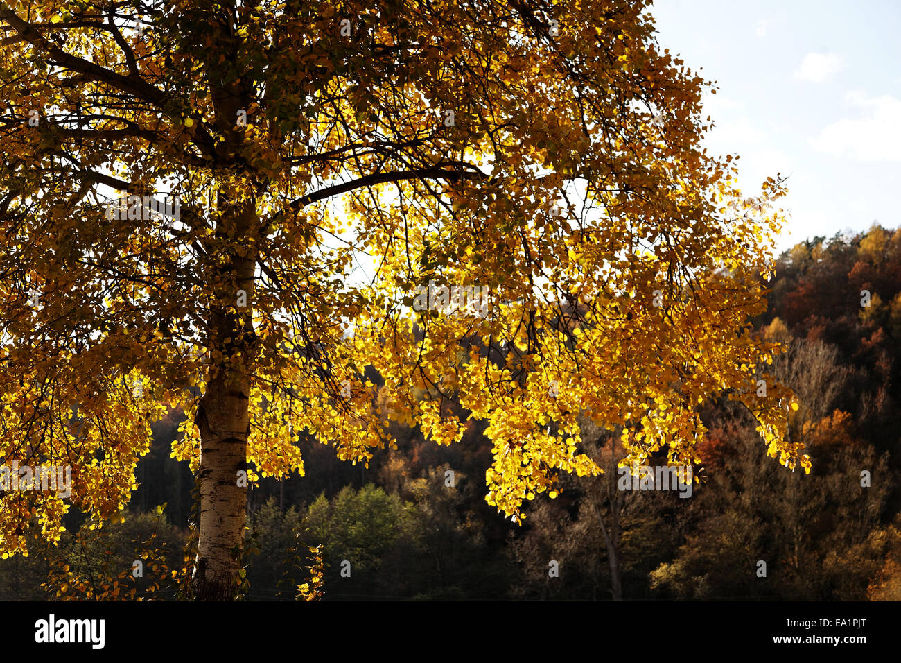 Foresta di autunno Foto Stock