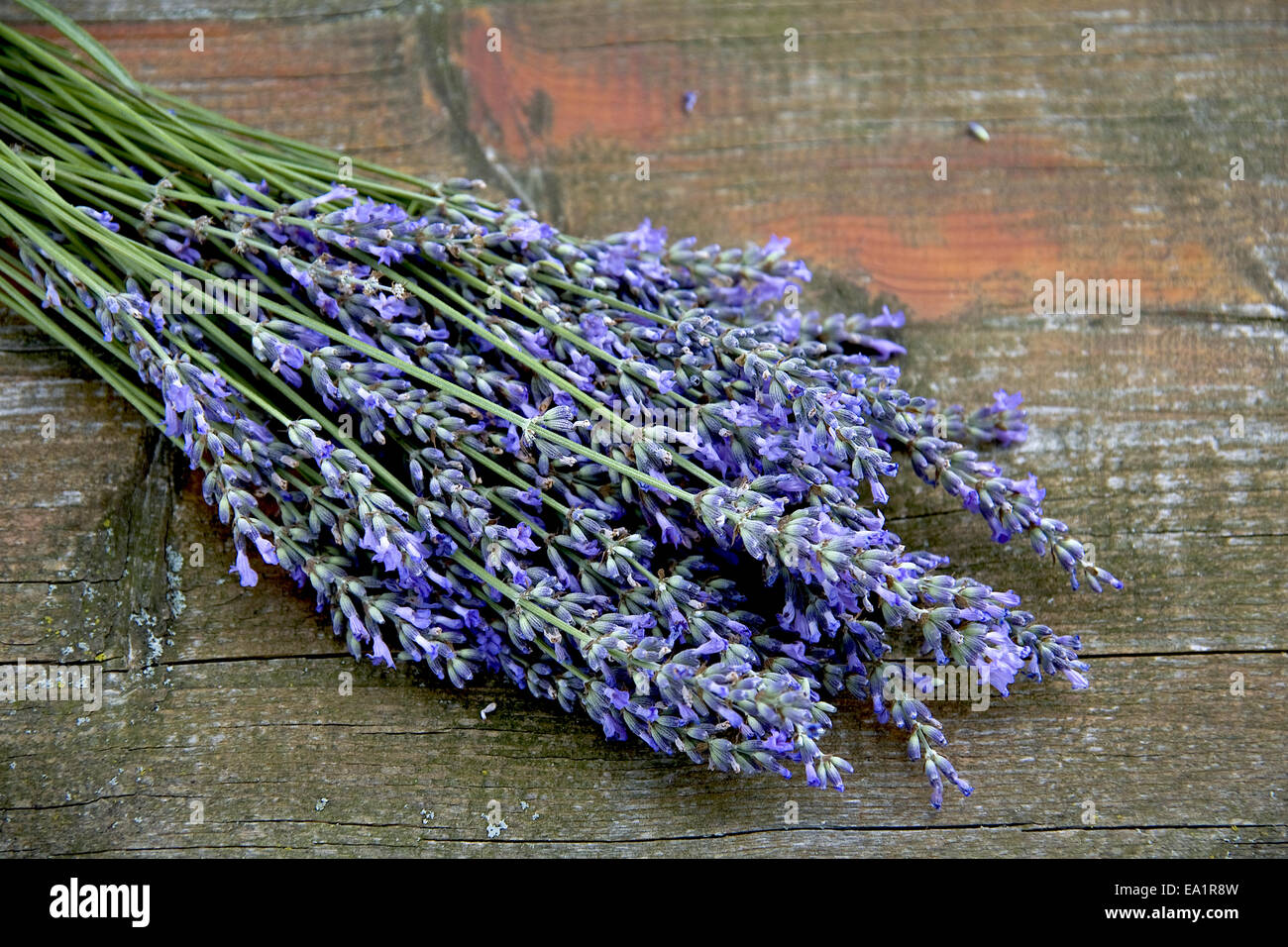 Lavander Foto Stock