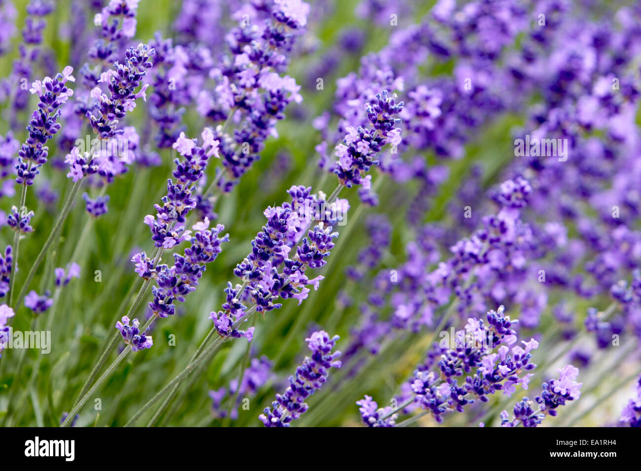 Lavander Foto Stock