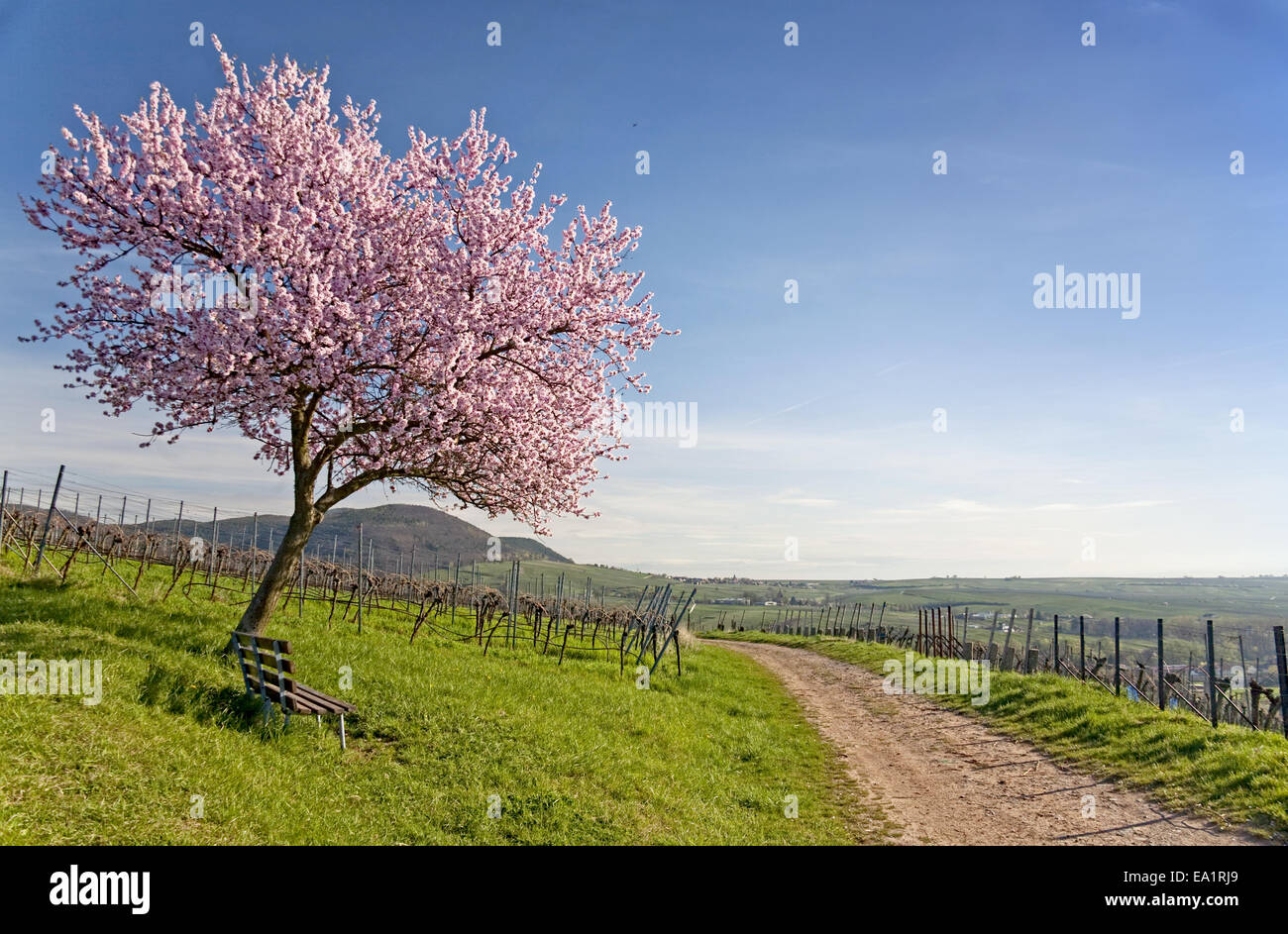 Almond Blossom nel Palatinato Foto Stock