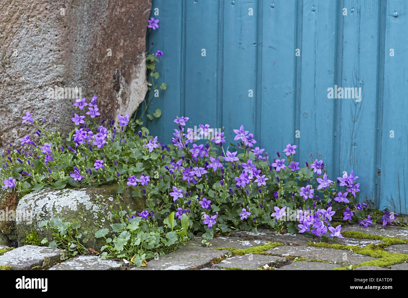 La Campanula Foto Stock