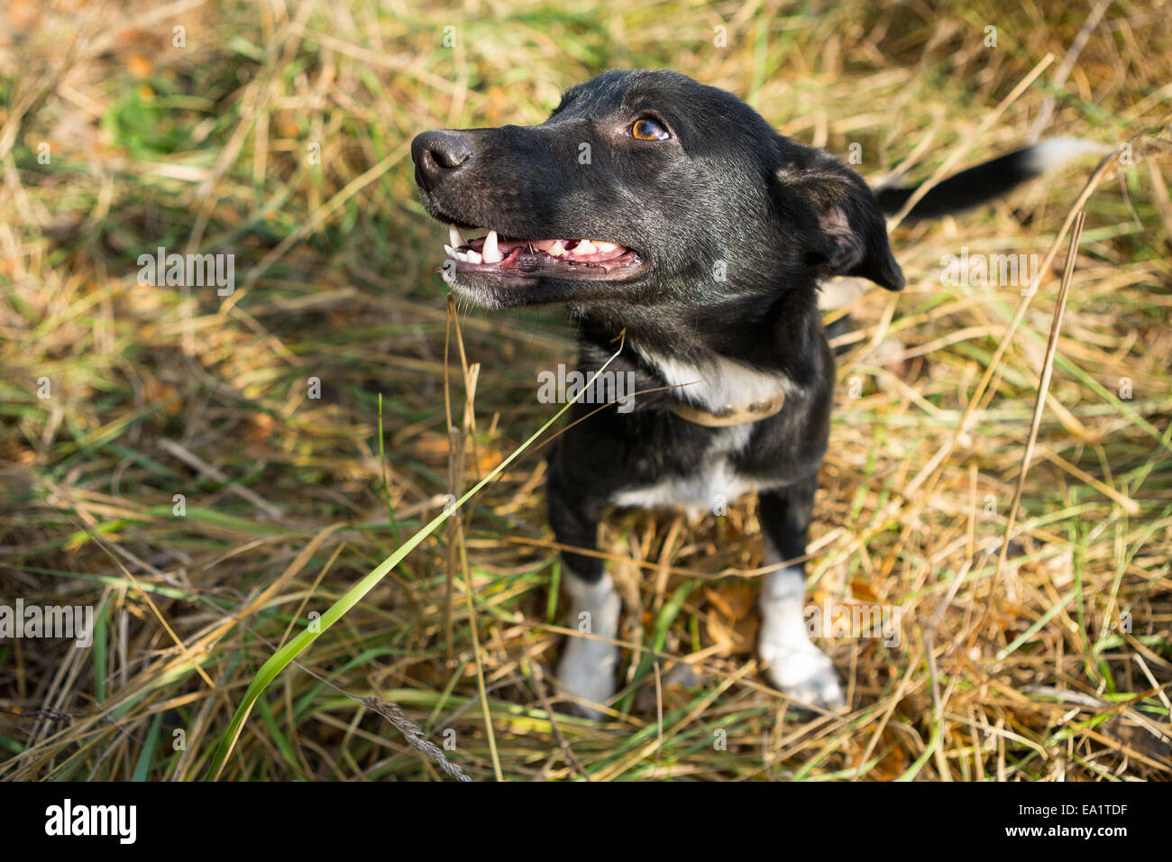 Giovani senzatetto cane con un molto gentili occhi seduto sull'erba e vuole giocare Foto Stock