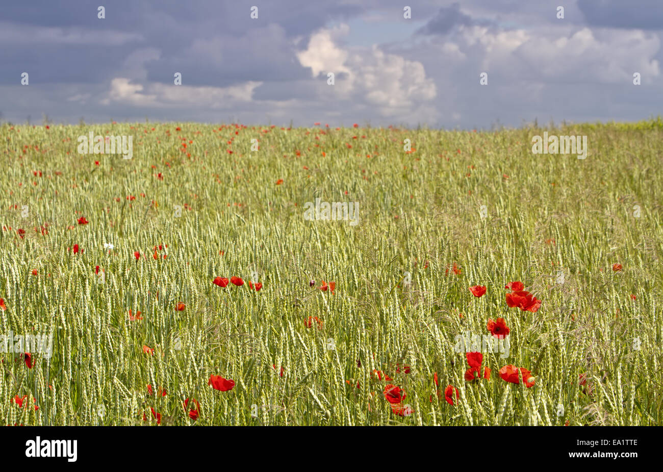 Campo di grano con papaveri Foto Stock