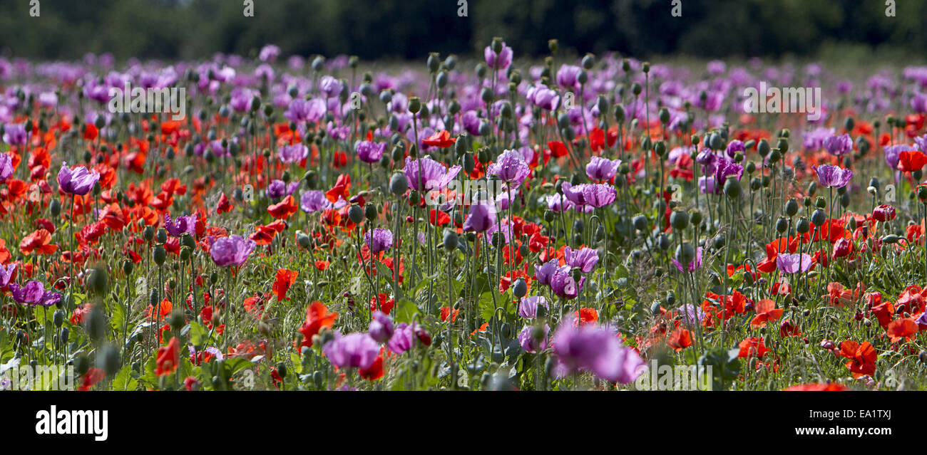 prato Foto Stock