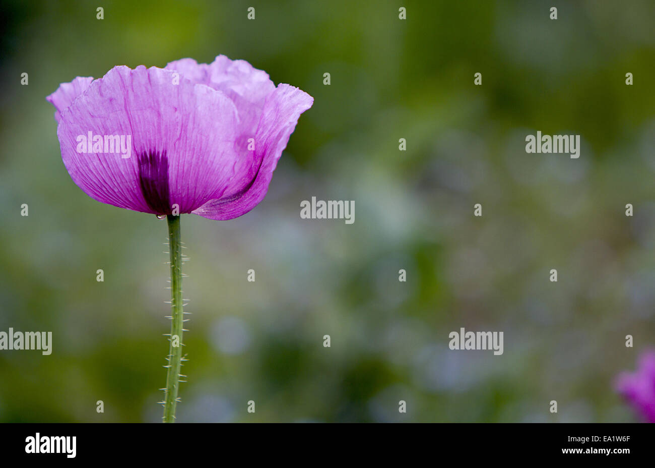 papavero da oppio Foto Stock