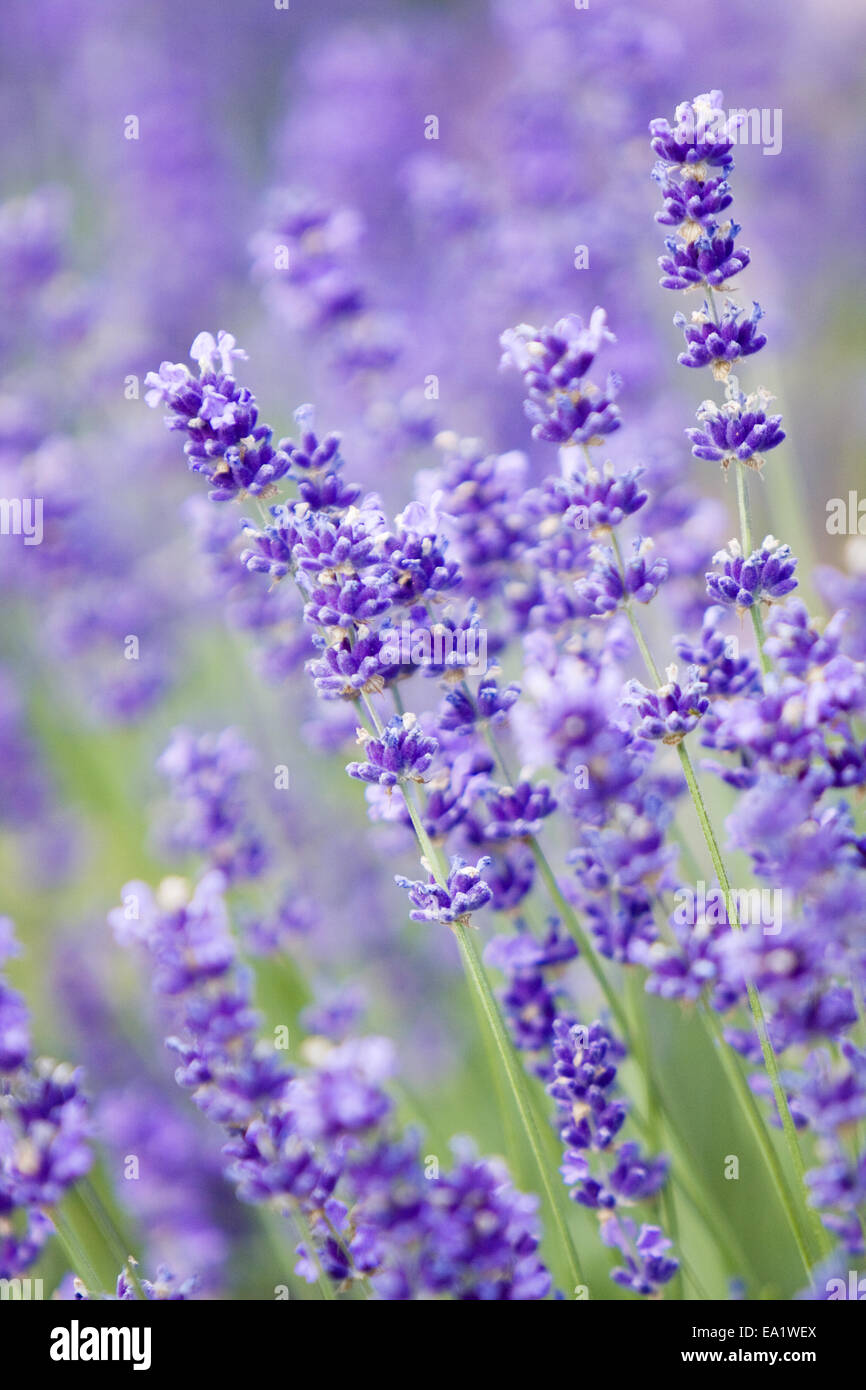 Lavander Foto Stock