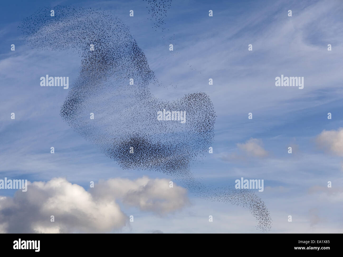 La Danza degli uccelli Foto Stock