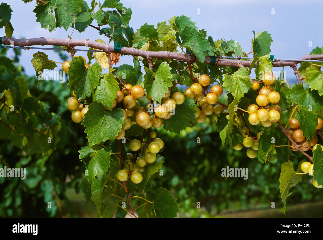 Bill,agricola,l'agricoltura,l'Uva Americana Foto Stock