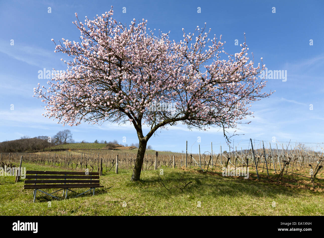 Almond Blossom nel Palatinato Foto Stock