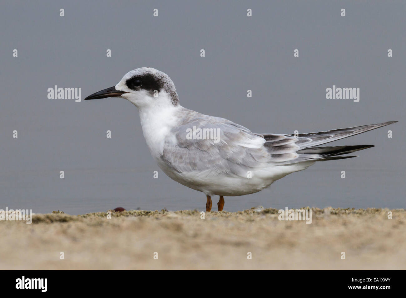 Forster's Tern - Sterna forsteri - adulti non di allevamento Foto Stock