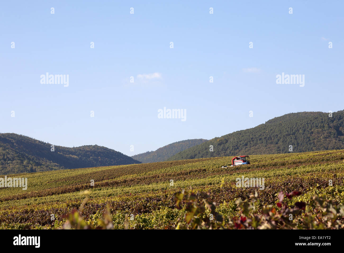 Vintage con la trincia semovente Foto Stock