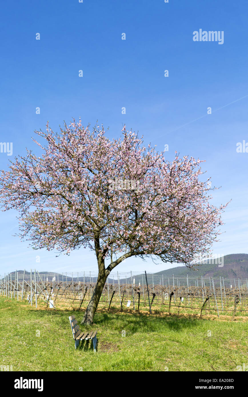 Almond Blossom nel sud del Palatinato Foto Stock