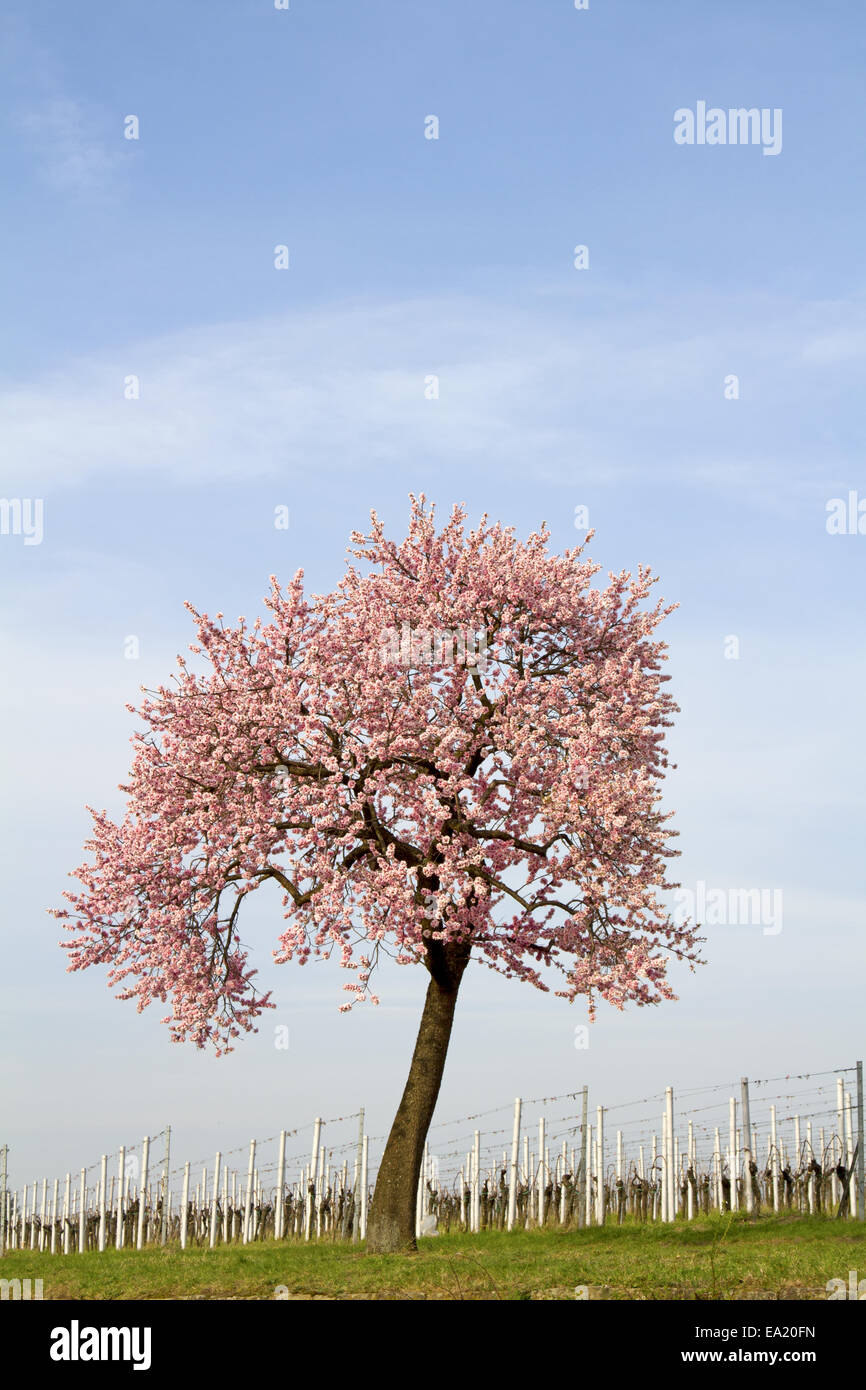Mandorlo blossom Foto Stock