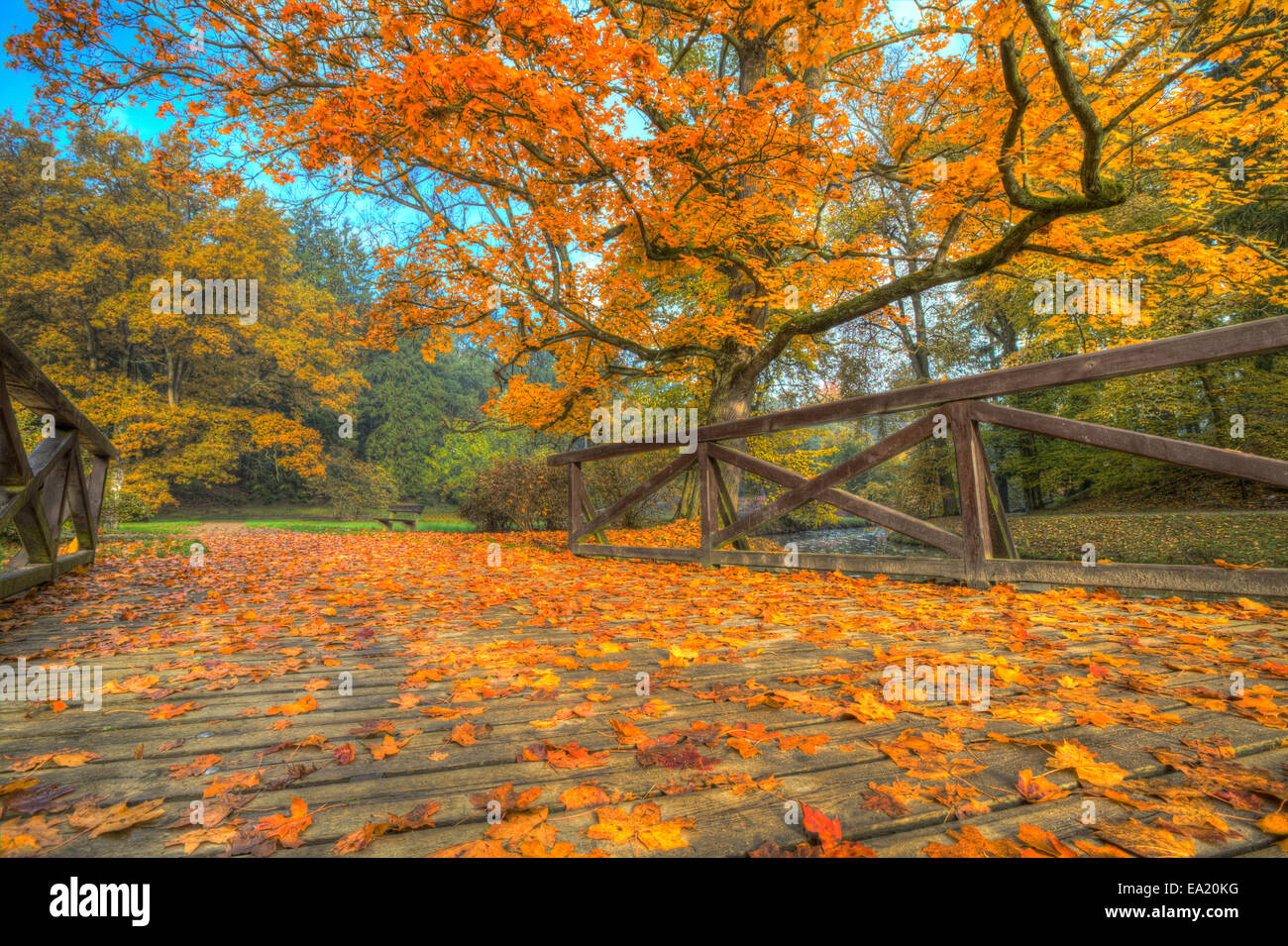 Paesaggio autunnale con foglie secche e sole Foto Stock