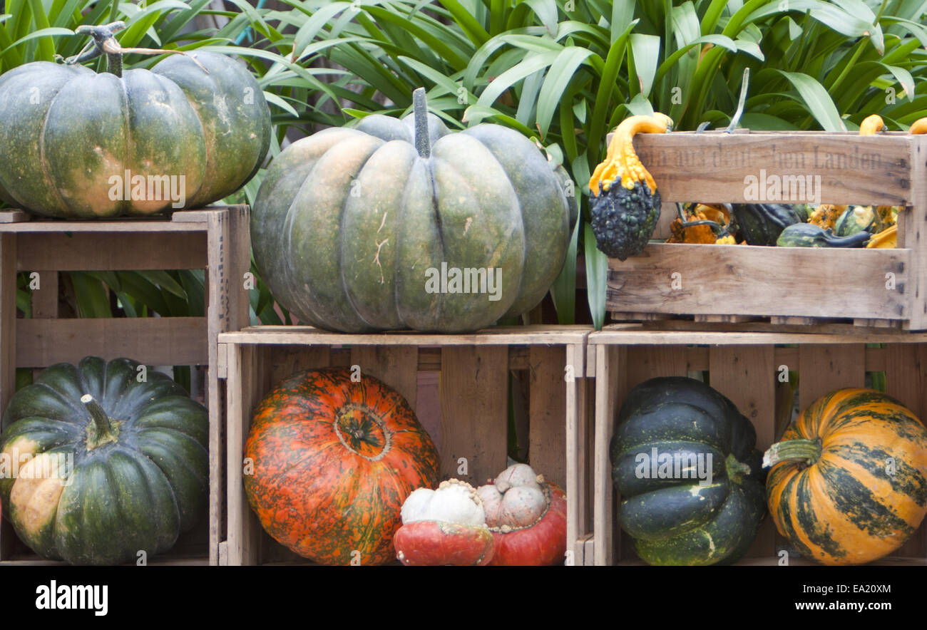 Presentazione di zucca Foto Stock