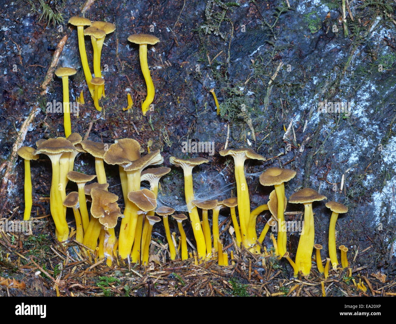 Tromba chanterelle Foto Stock
