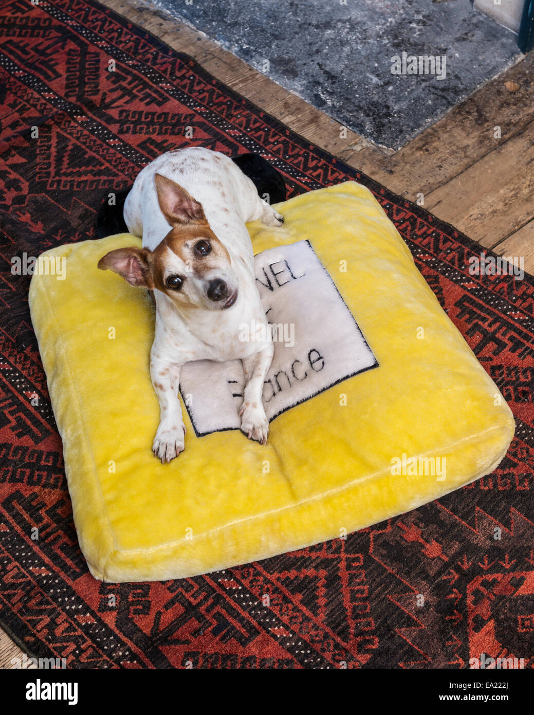 Jack Russell seduto su un cuscino di colore giallo Foto Stock