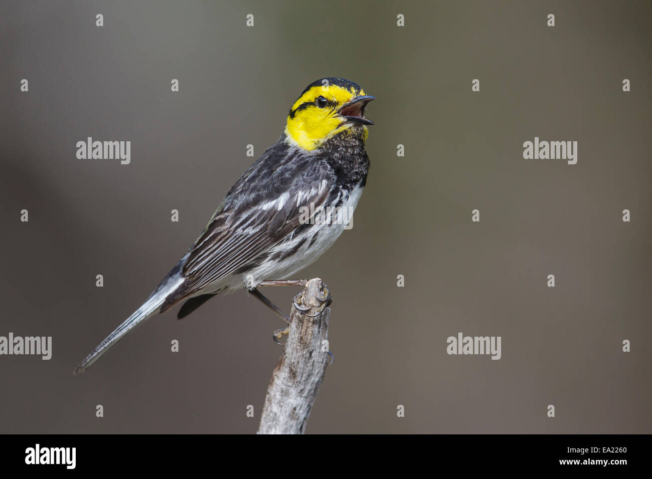 Golden-cheeked trillo - Dendroica chrysoparia - maschio Foto Stock