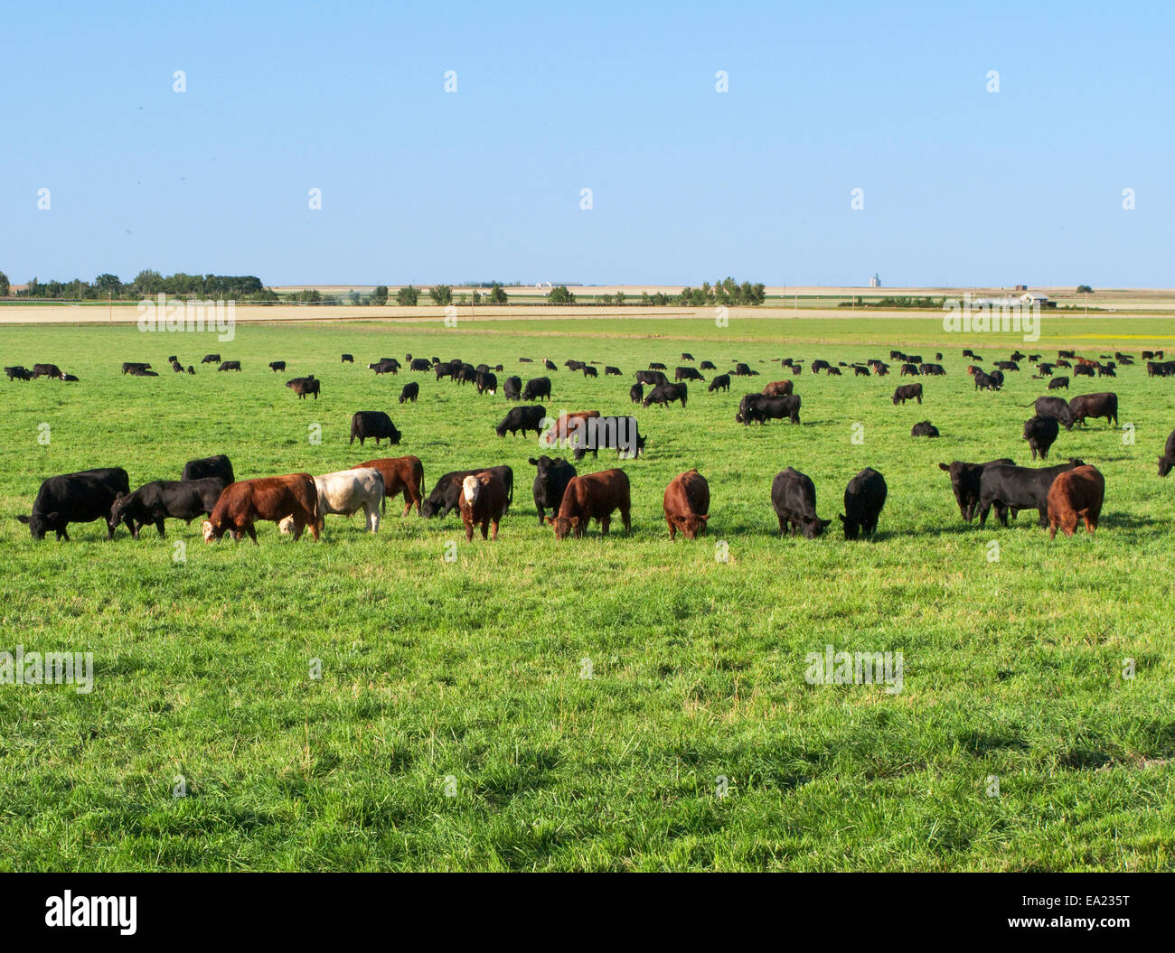 Bestiame - Misto di carni bovine di razza le mucche al pascolo su un irrigato pascolo verde / Alberta, Canada. Foto Stock