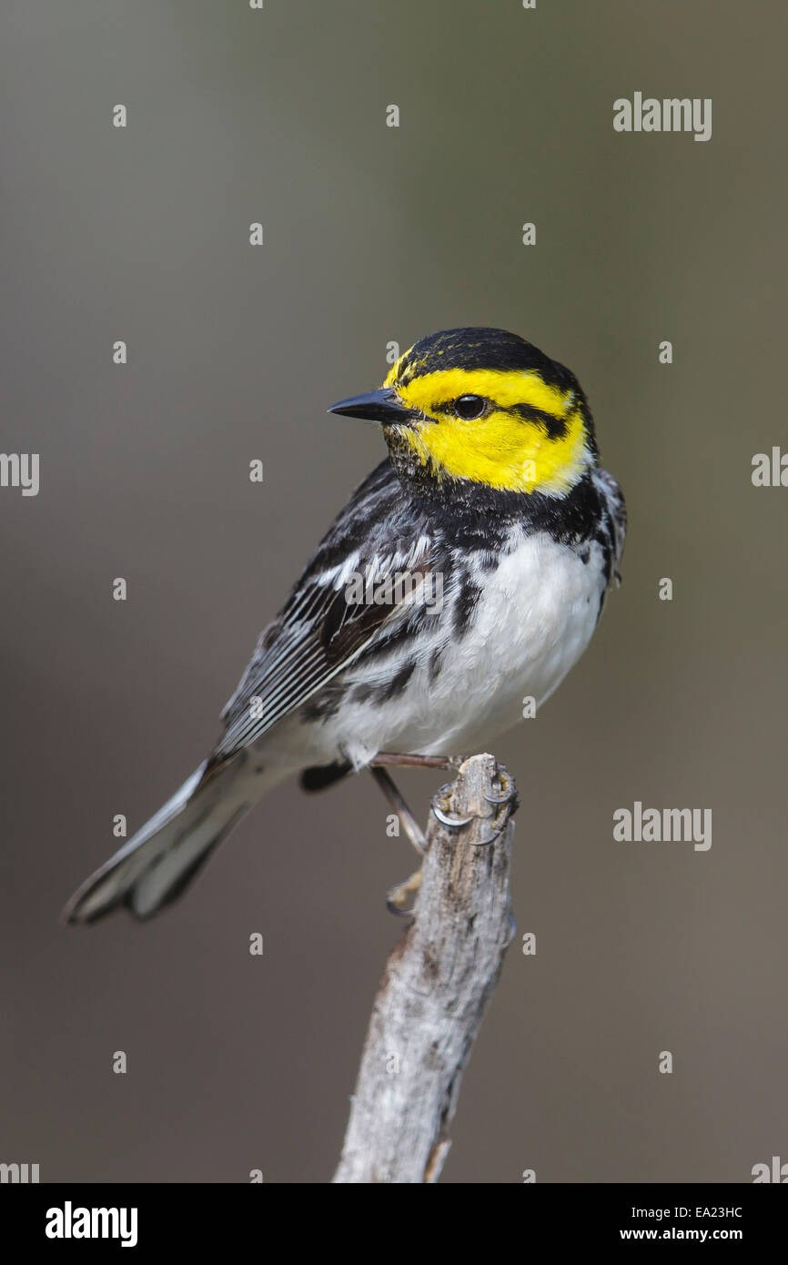 Golden-cheeked trillo - Dendroica chrysoparia - maschio Foto Stock