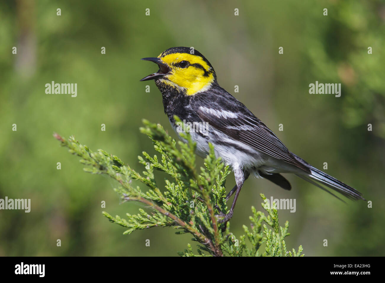 Golden-cheeked trillo - Dendroica chrysoparia - maschio Foto Stock