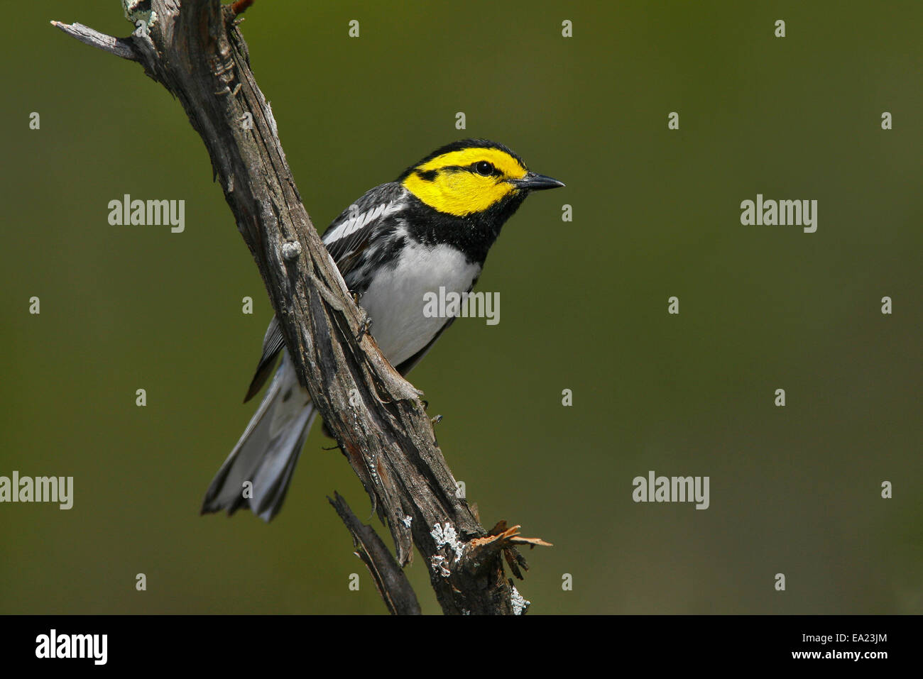 Golden-cheeked trillo - Dendroica chrysoparia - maschio Foto Stock