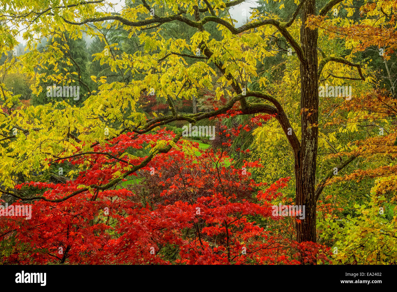 Colori autunnali in Butchart Gardens-Victoria, British Columbia, Canada. Foto Stock