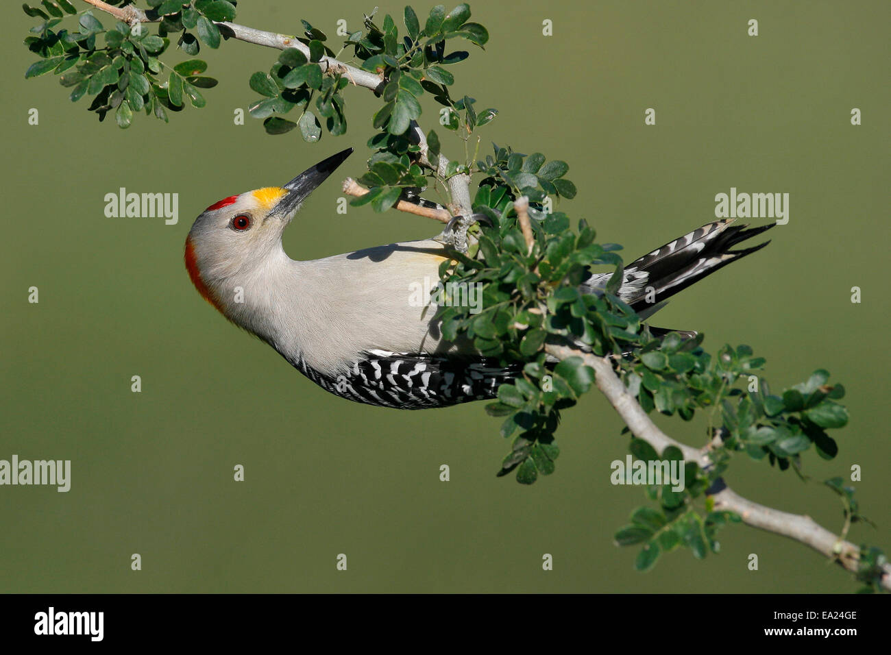 Golden-fronteggiato un picchio - Melanerpes aurifrons - maschio Foto Stock