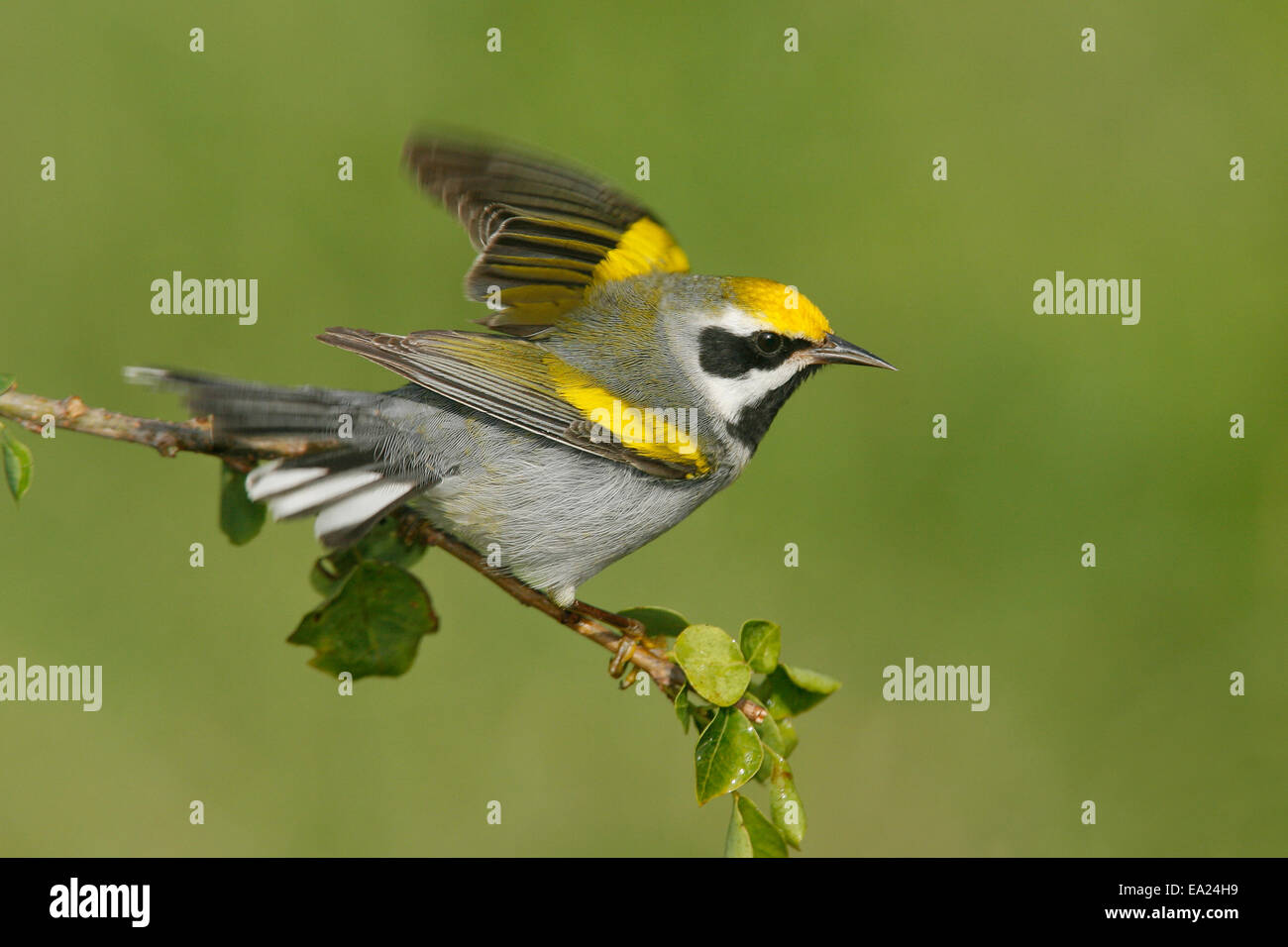 Golden-winged trillo - Vermivora chrysoptera - maschio Foto Stock