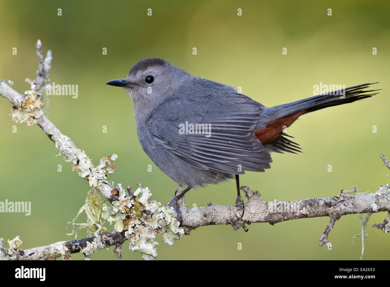Grigio - Catbird Dumetella carolinensis Foto Stock