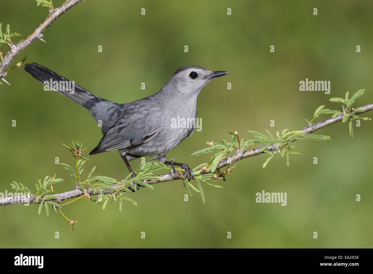 Grigio - Catbird Dumetella carolinensis Foto Stock