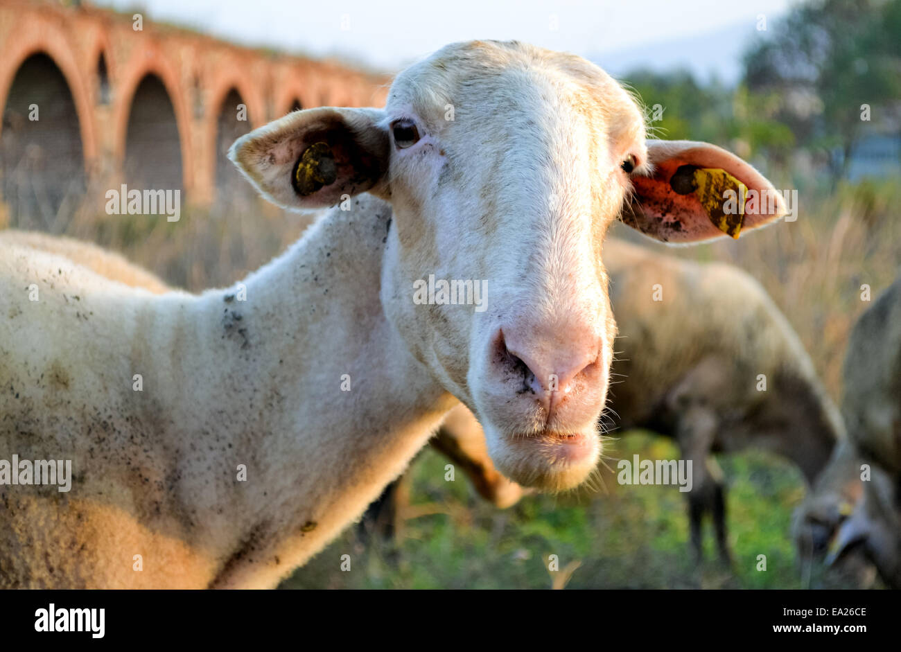 Carino pecora con un grave aspetto è in posa per una foto Foto Stock