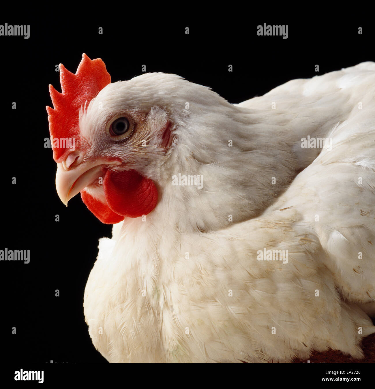 Bestiame - Vista dettagliata di un pollo di graticola / Ontario, Canada. Foto Stock