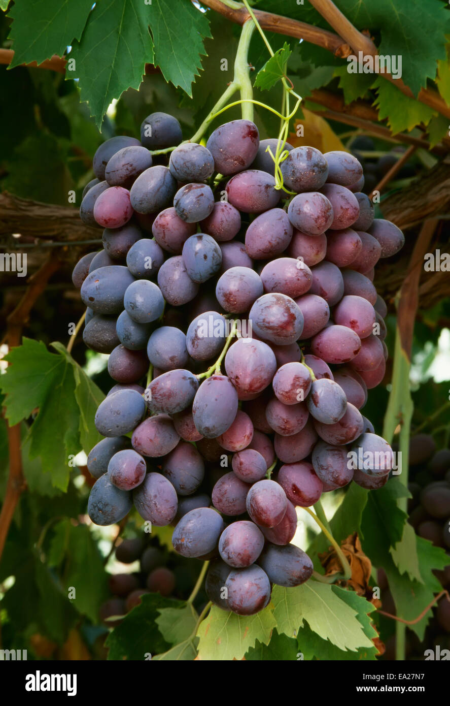 Agricoltura - Mature Autunno Royale uve da tavola sulla vigna / San Joaquin Valley, California, Stati Uniti d'America. Foto Stock